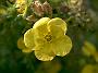 Potentilla fruticosa Hachmanns Gigant2